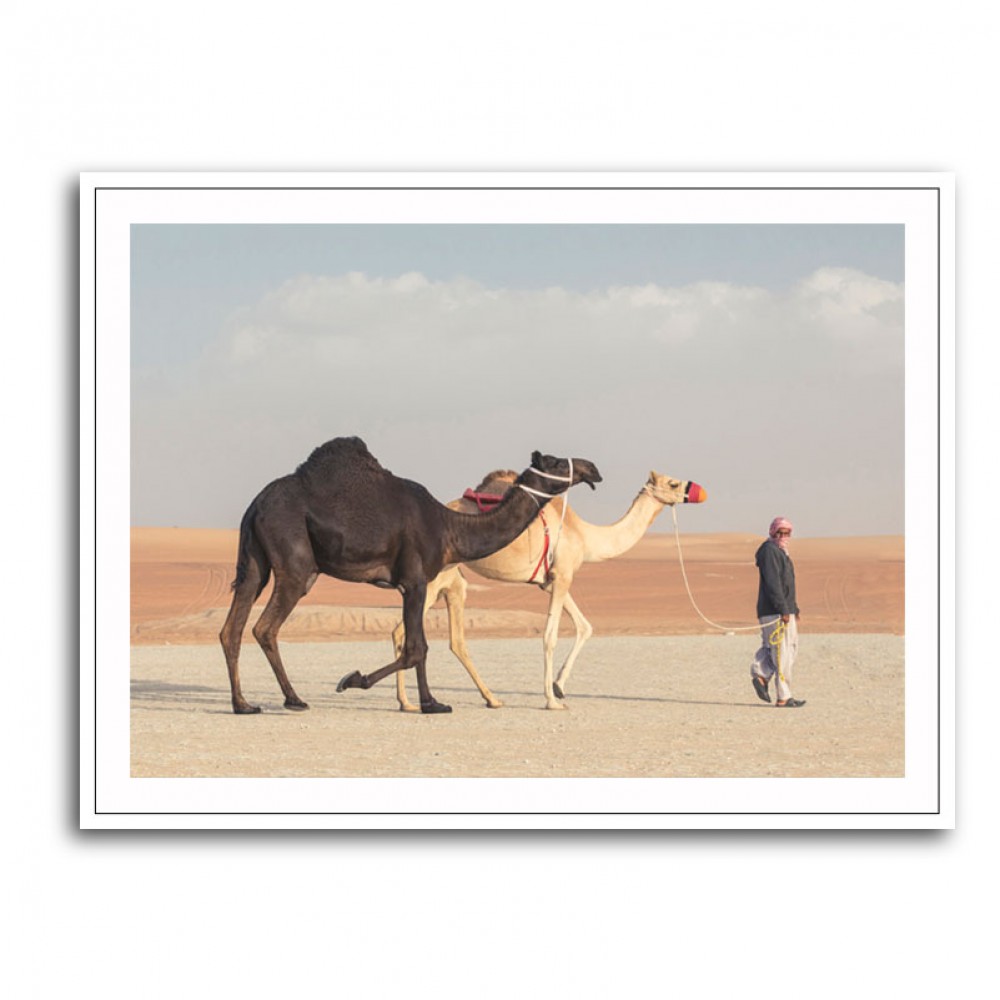 Black White Camels Wall Art